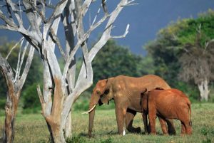 elephants-afrique