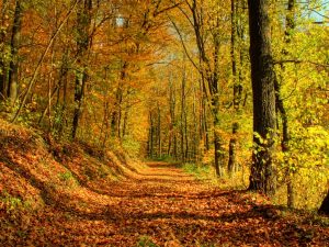 autumn_leaves_trees-_autumn_landscape_wallpaper_1024x768