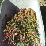 photo quinoa jardin pierrot 2 – Copie