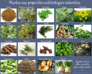 plantes antibiotiques