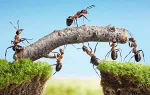 team of ants constructing bridge, teamwork